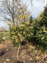 Hamamelis intermedia in march in Poland